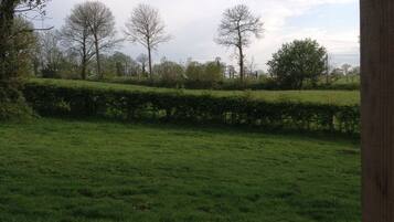 A grassy field with a hedge and trees in the background.