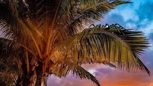 Une plage bordée de palmiers, avec un coucher de soleil.