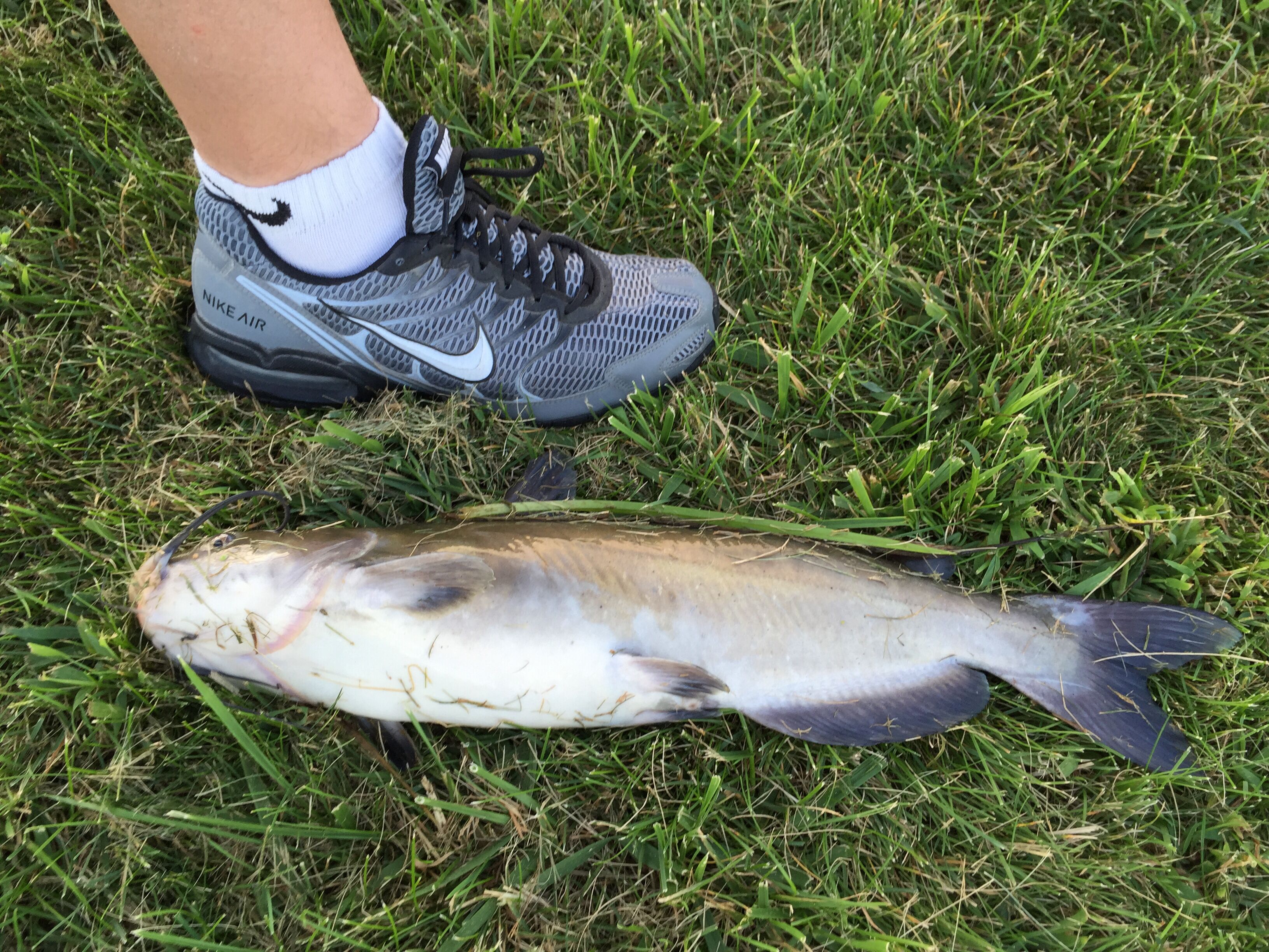 A person standing next to a large fish on grass.