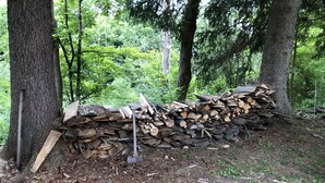 Une pile de bois de chauffage est appuyée contre un arbre dans une zone boisée.