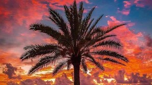 Eine Strandansicht mit Palme, Meer und Sonnenuntergang.
