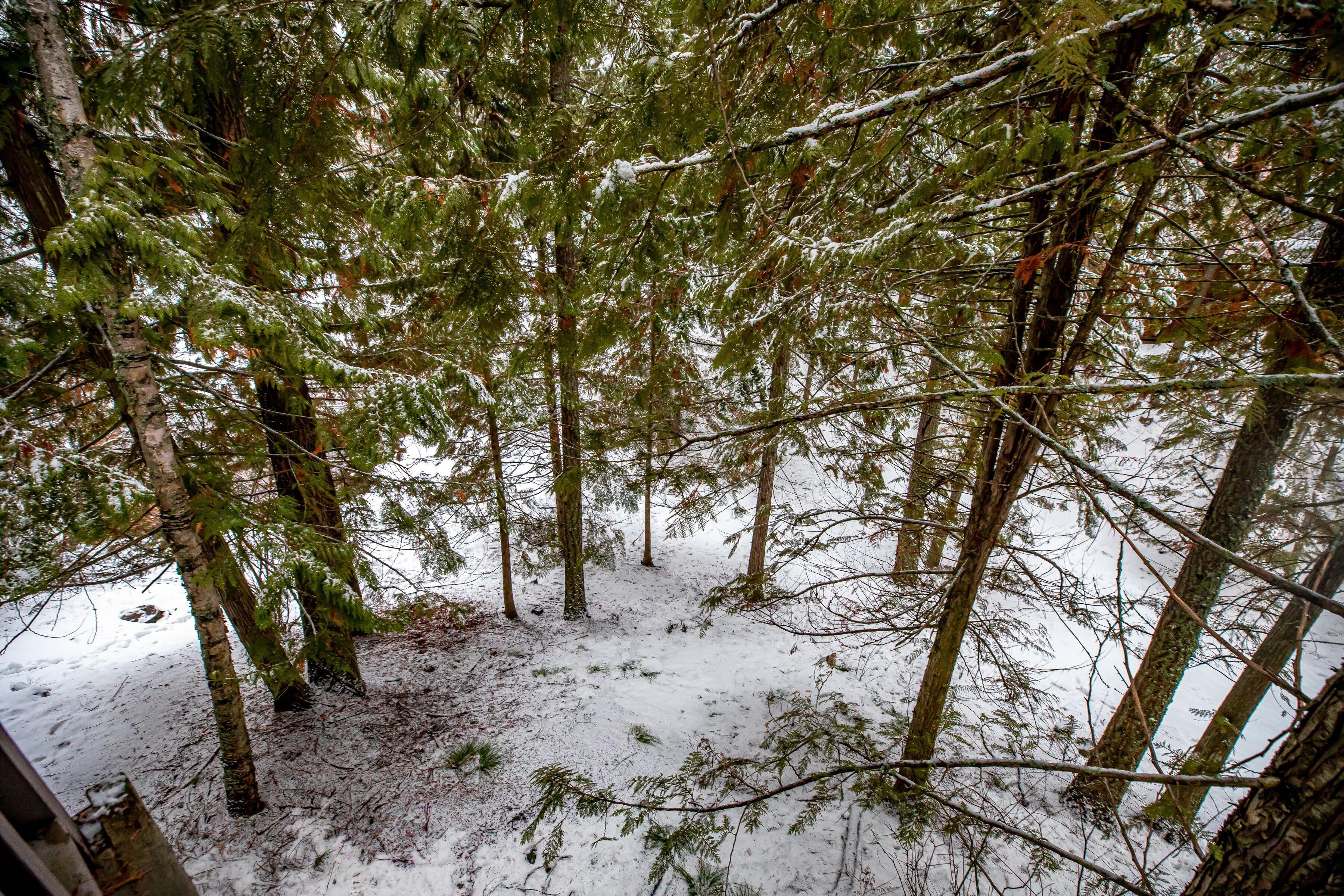 Un bosc amb arbres alts i el terra cobert de neu.
