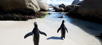 VillaVue: Fremragende havudsigt; Shark & Whale Watching