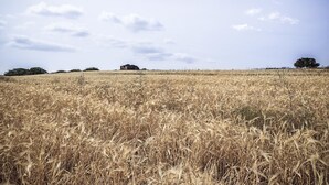 Ein goldenes Weizenfeld unter blauem Himmel.