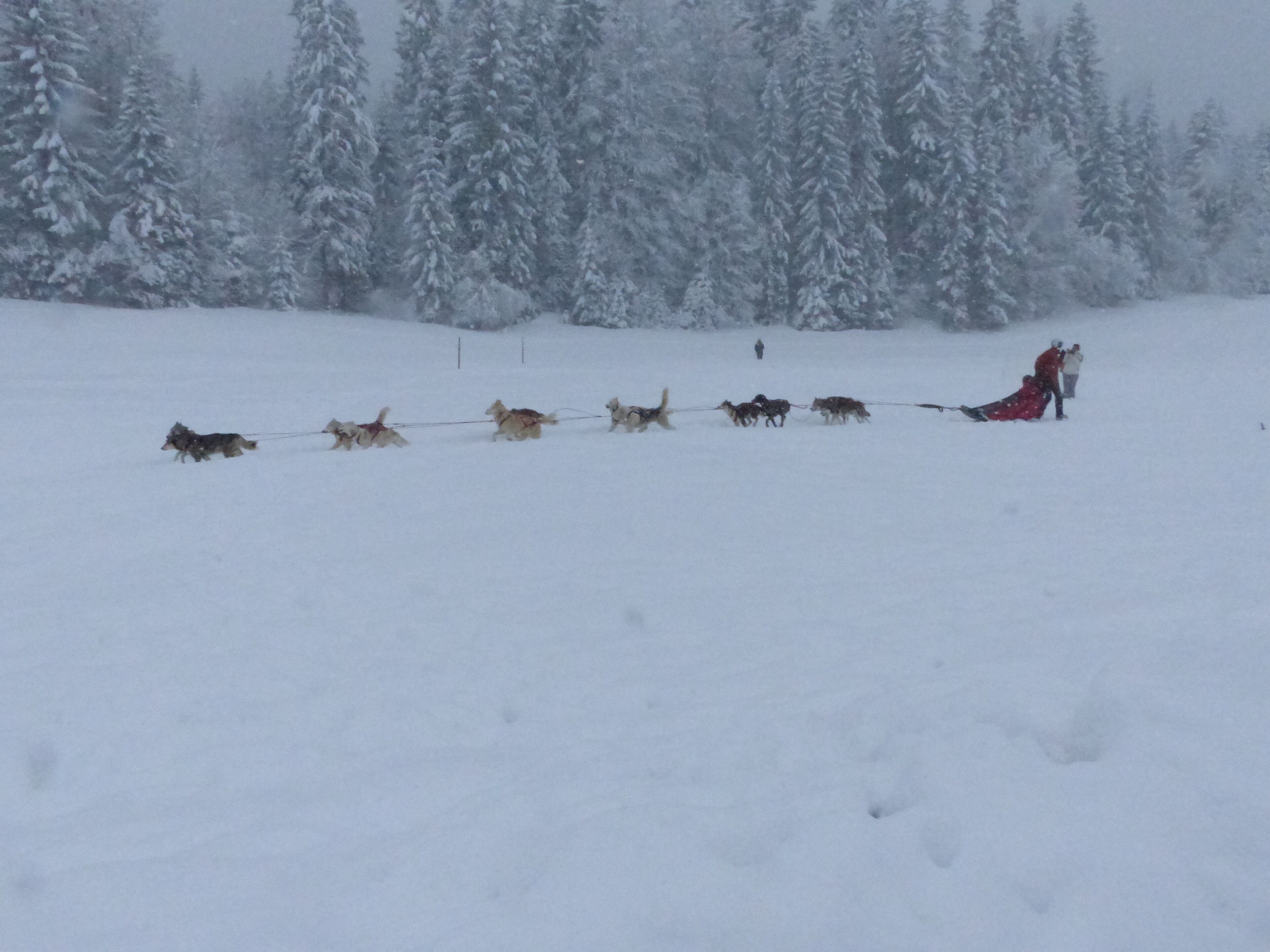 Paisaje nevado con un grupo de perros tirando un trineo.