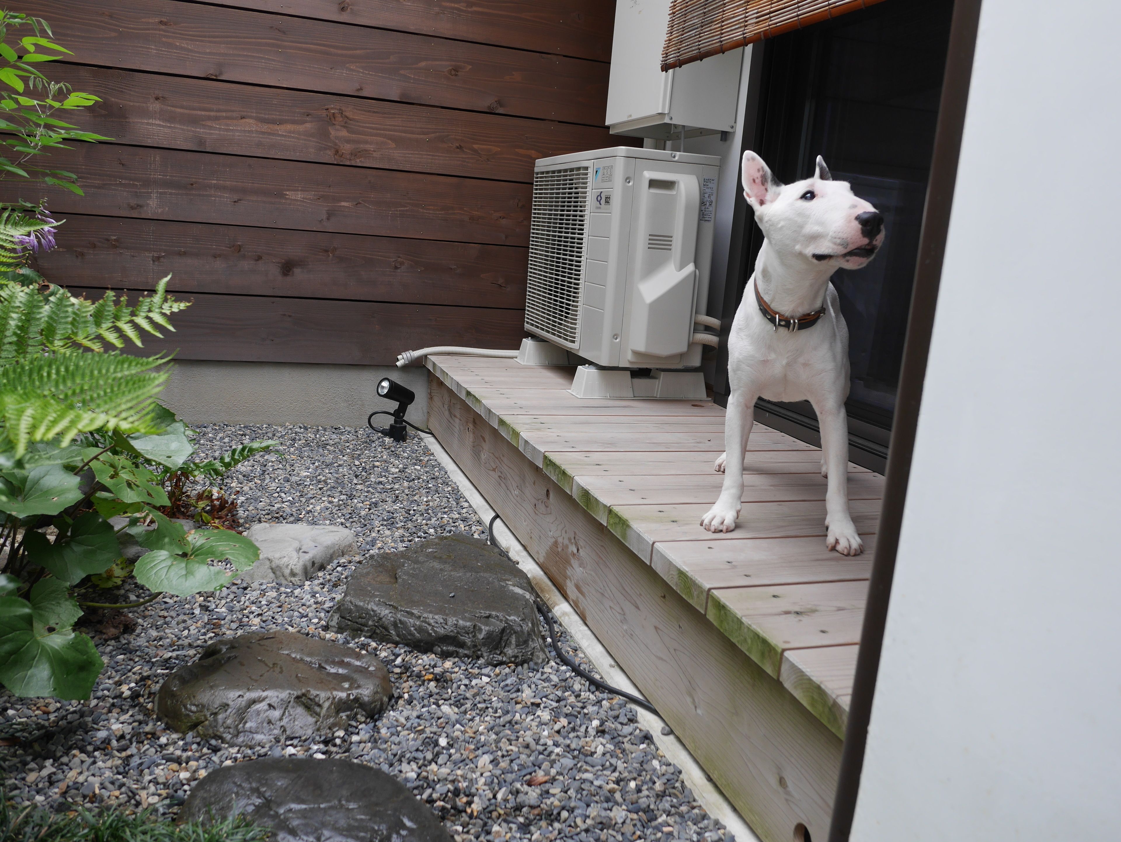 A white dog on a wooden deck with a garden and an air conditioning unit in the background.