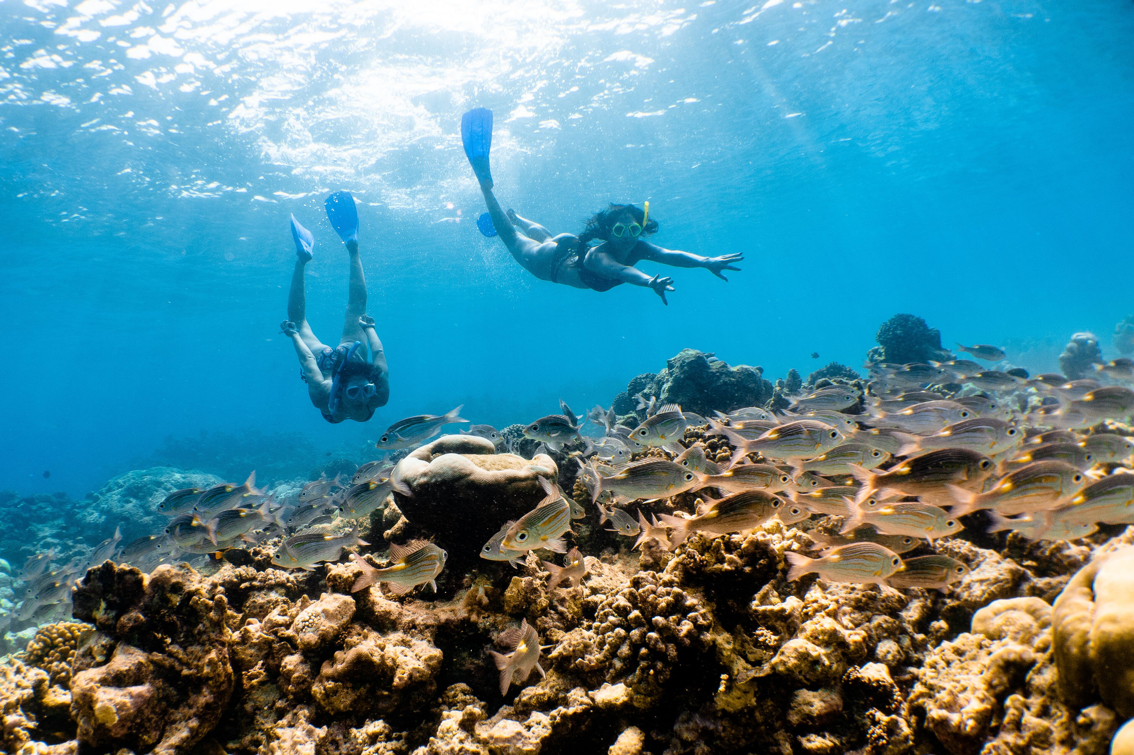 Two divers swimming among a coral reef with a school of fish.