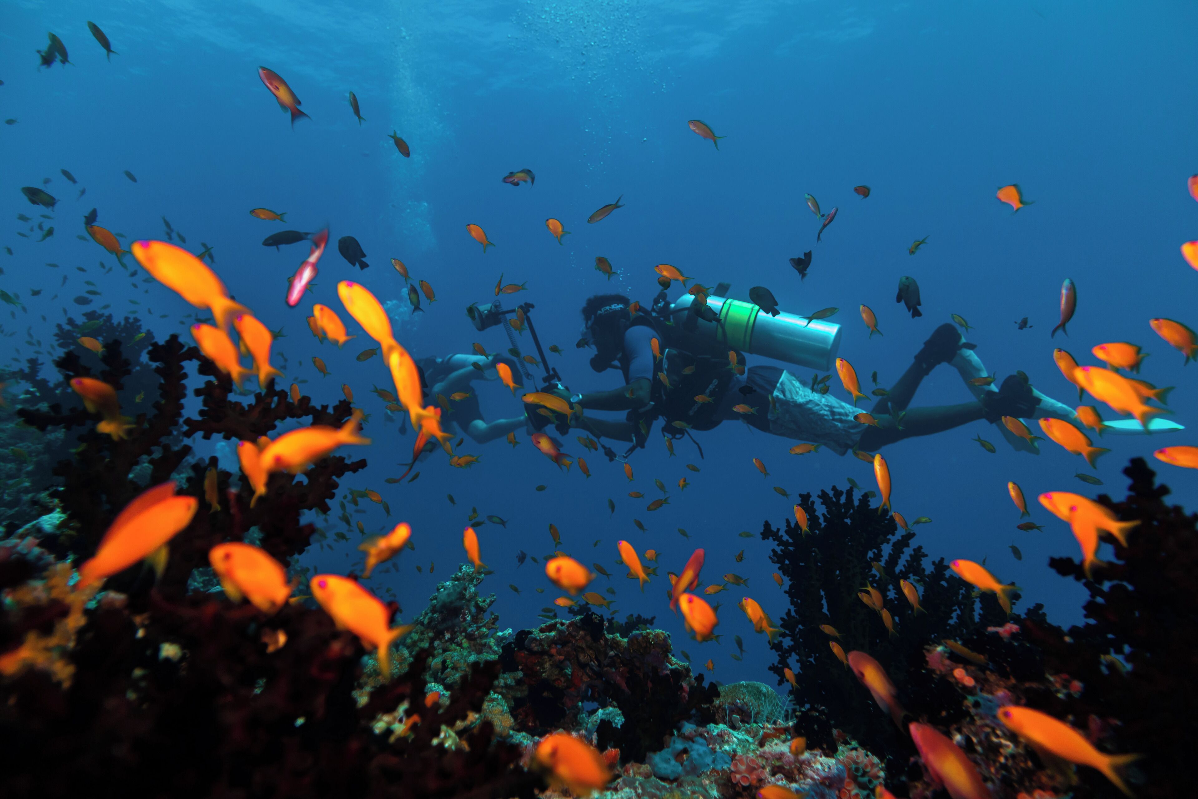 A diver surrounded by vibrant orange fish in an underwater environment.