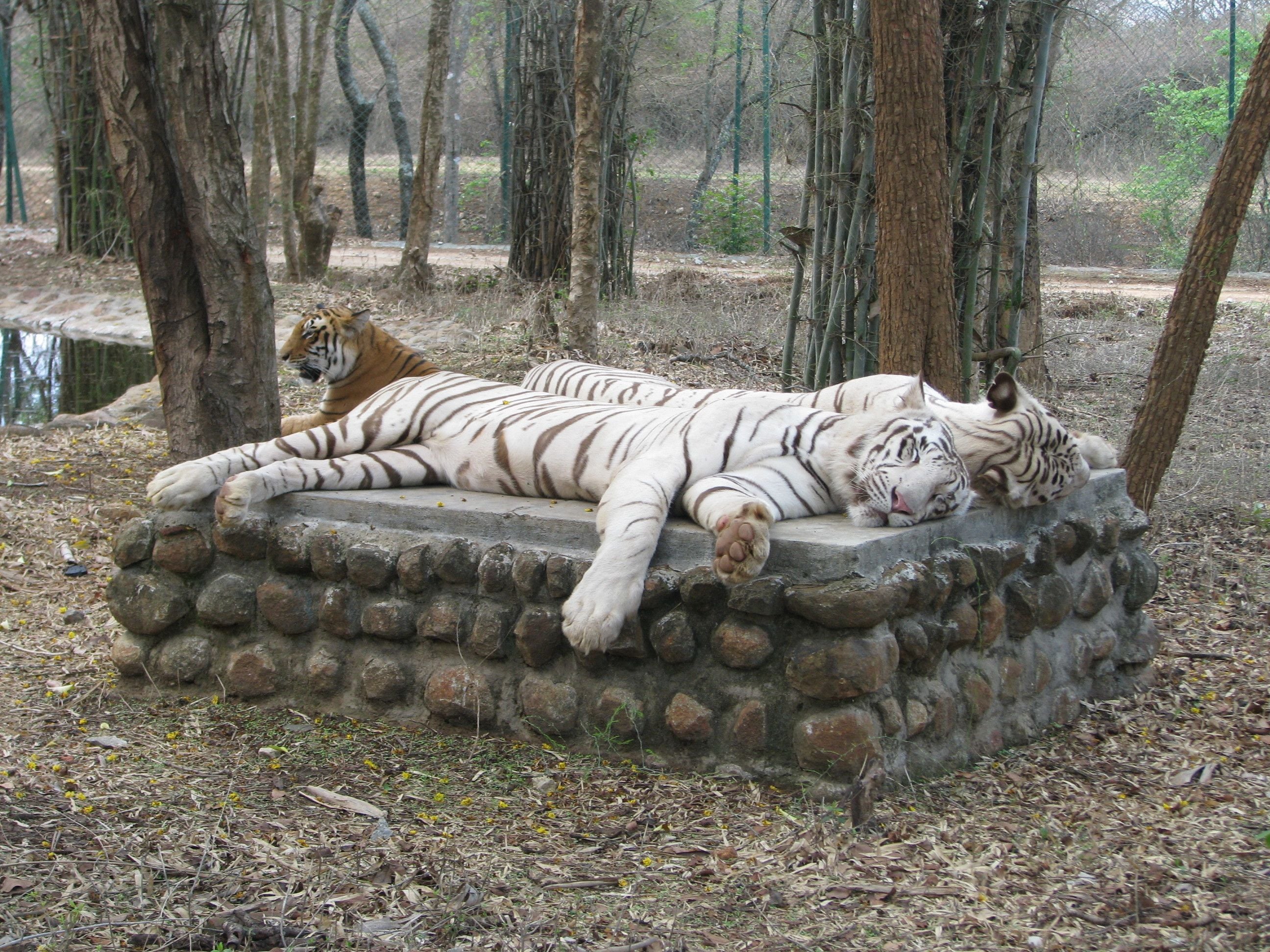 Two white tigers resting on a stone platform surrounded by trees.