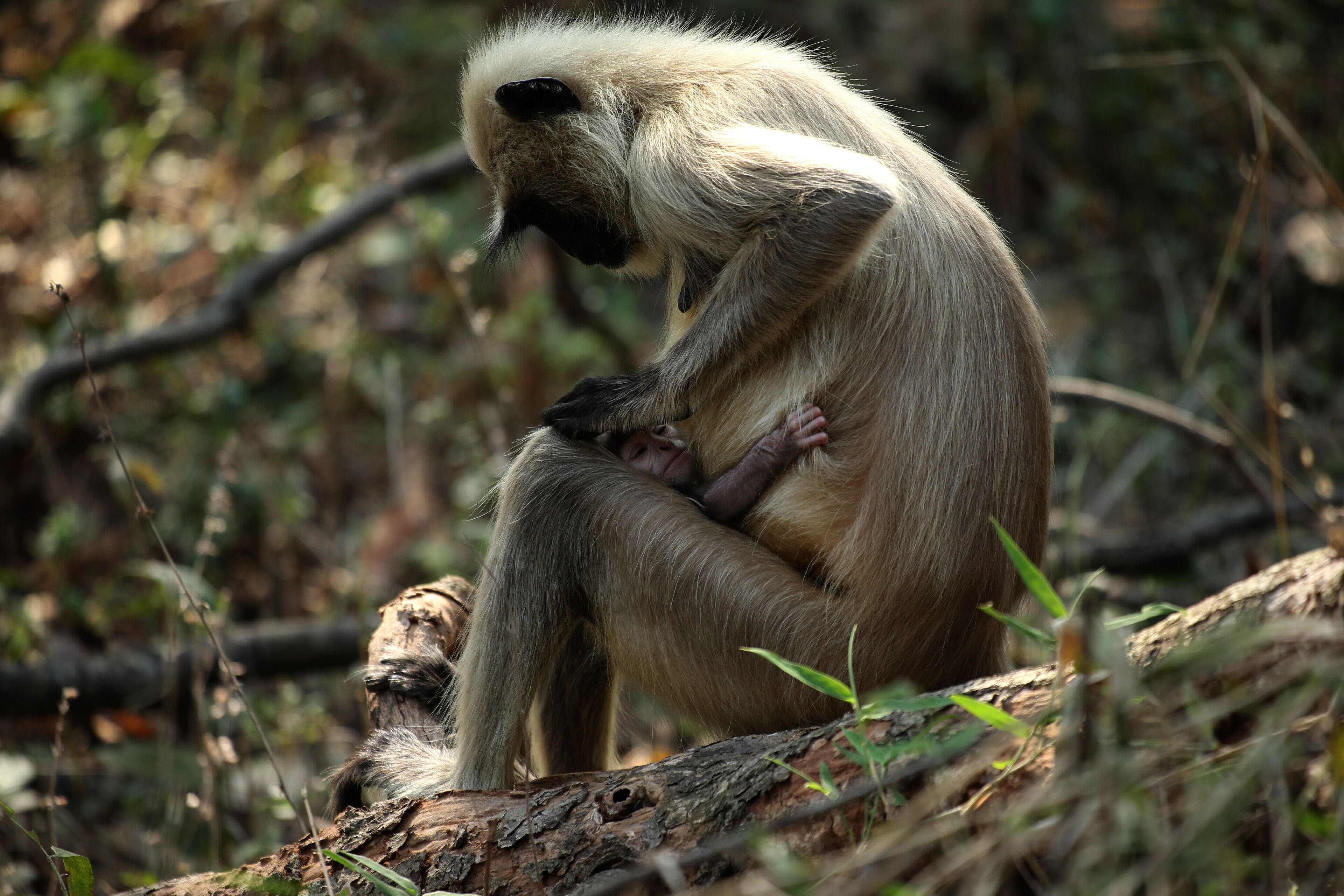 A monkey sitting on a log in a natural setting.