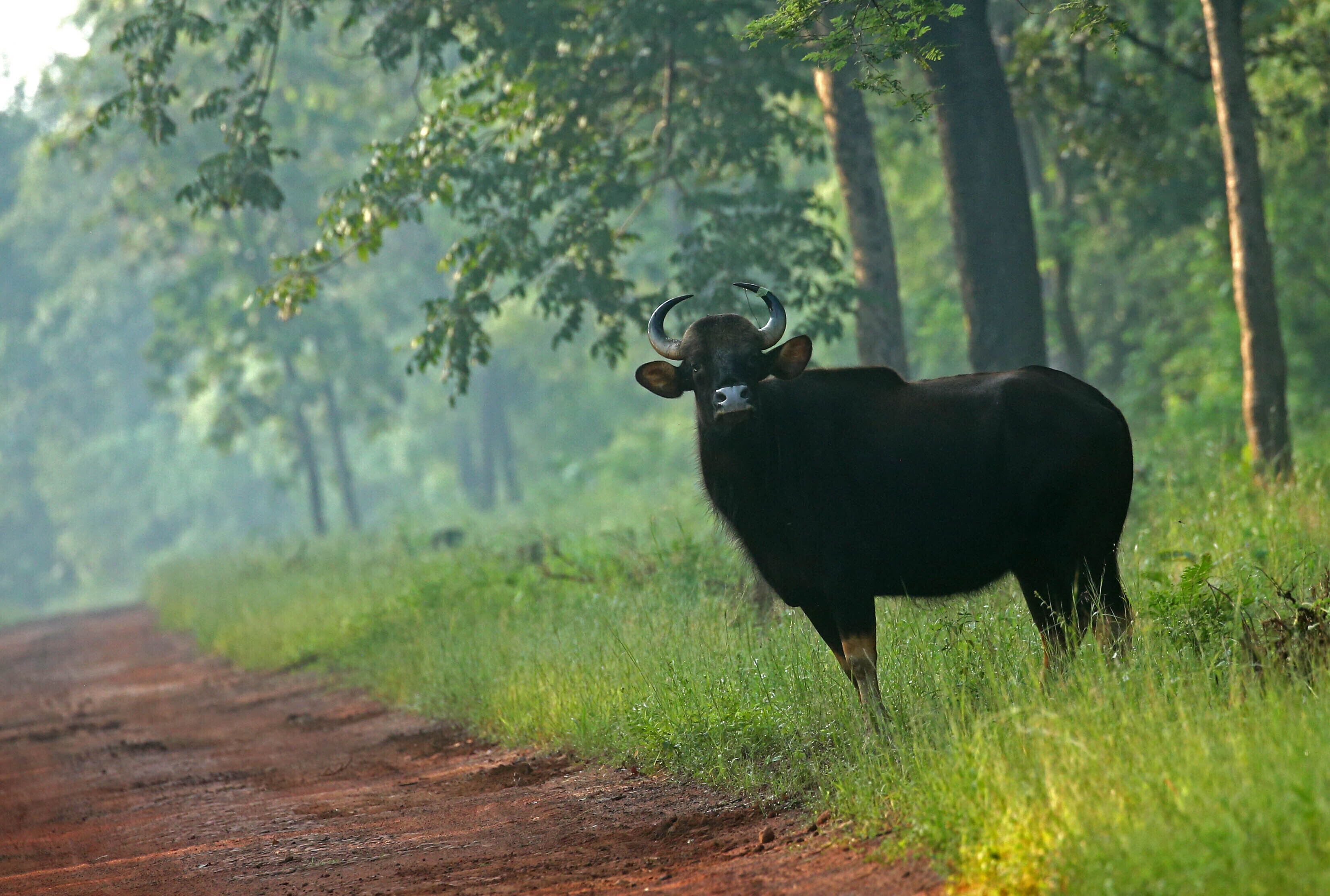 Un taureau se tient sur un chemin de terre, entouré de verdure.