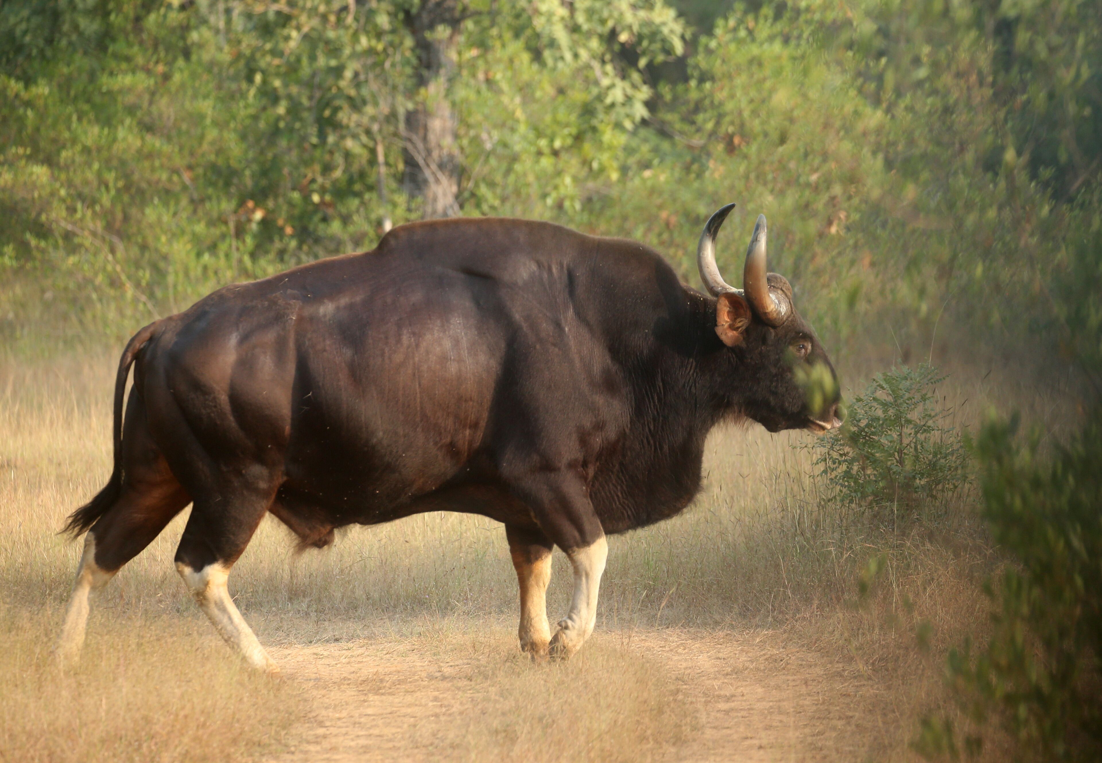 Un toro caminando sobre un sendero de tierra rodeado de vegetación.