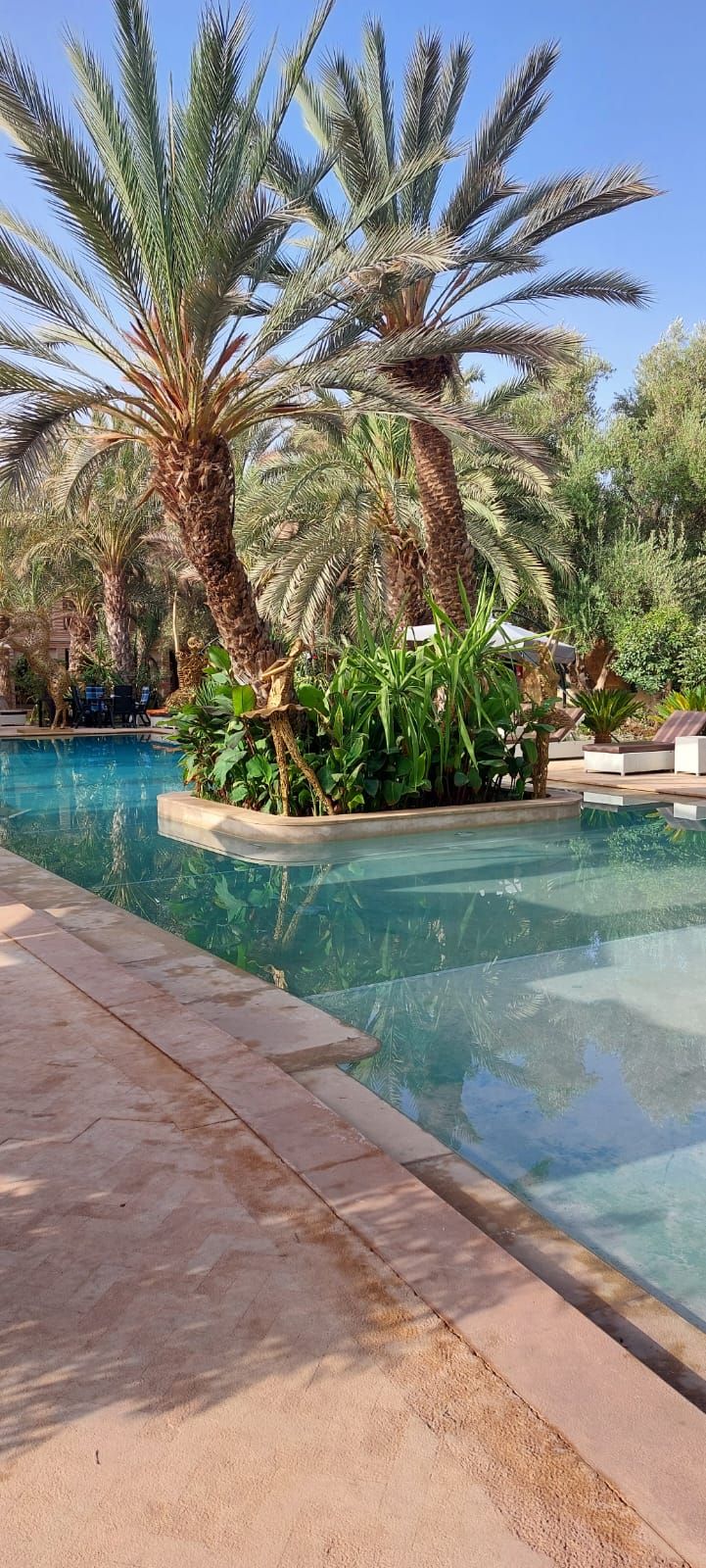 A swimming pool with palm trees and lounge chairs.