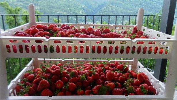 Dos cestas de plástico blanco llenas de fresas en un balcón con vistas a la montaña.