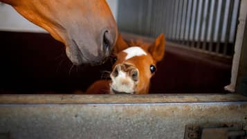 A horse's head and a foal's face peeking through a metal gate.