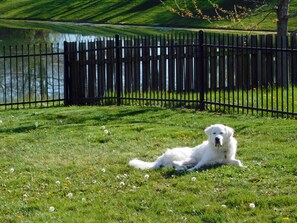 Pet-friendly