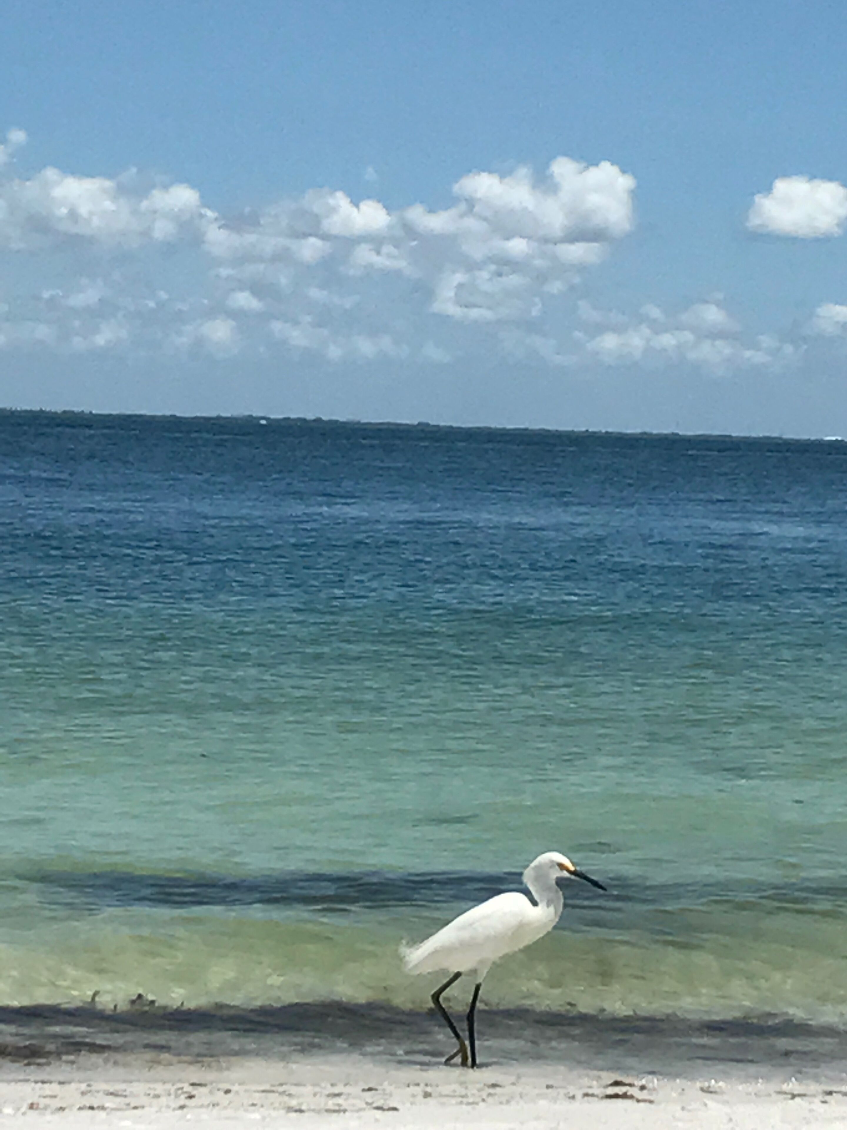 Playa en los alrededores, camastros y toallas de playa 