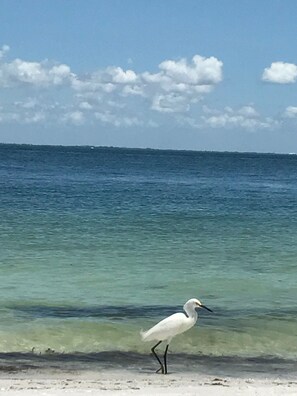 Nær stranden, solsenger og strandhåndklær