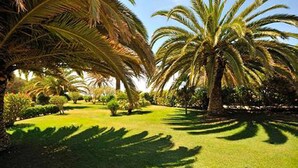 A well-maintained garden with palm trees and manicured lawns. - Torralta Alvor Beach 601 (Alvor)