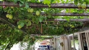 Una pérgola de madera con plantas verdes y frutas colgantes, probablemente un jardín o patio.