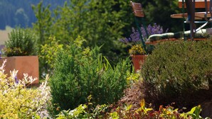 Ein Garten mit verschiedenen Pflanzen und einer Bank.