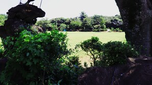 A garden with a bonsai tree on a rock, surrounded by greenery and a grassy field. - Leeds Pension (Seogwipo)