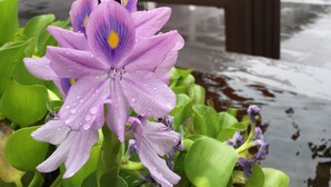 A purple iris flower with water droplets in a garden area with a red umbrella overhead. - Nikaido Bussiness Hotel (Minxiong)