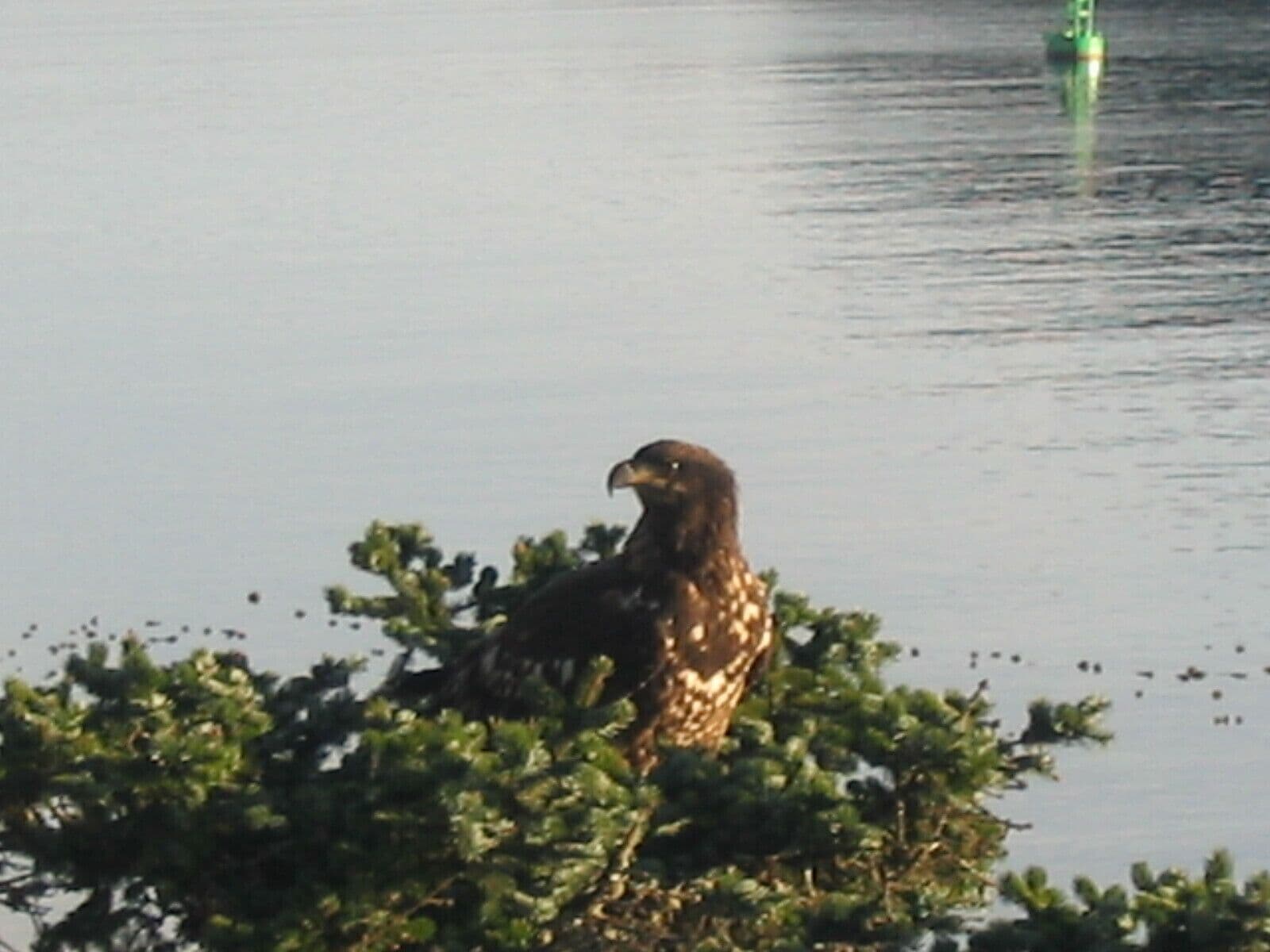 Een vogel zit op begroeiing langs een waterpartij.