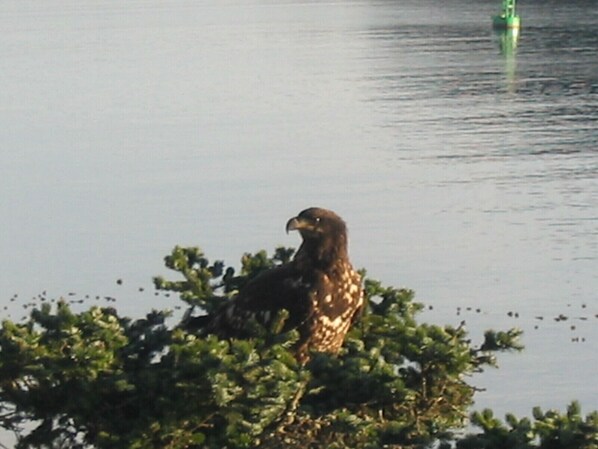 A bird perched on foliage by a body of water.