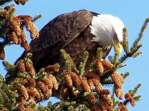 A majestic bald eagle perches on a coniferous tree, its white head and yellow beak prominent against the clear blue sky.