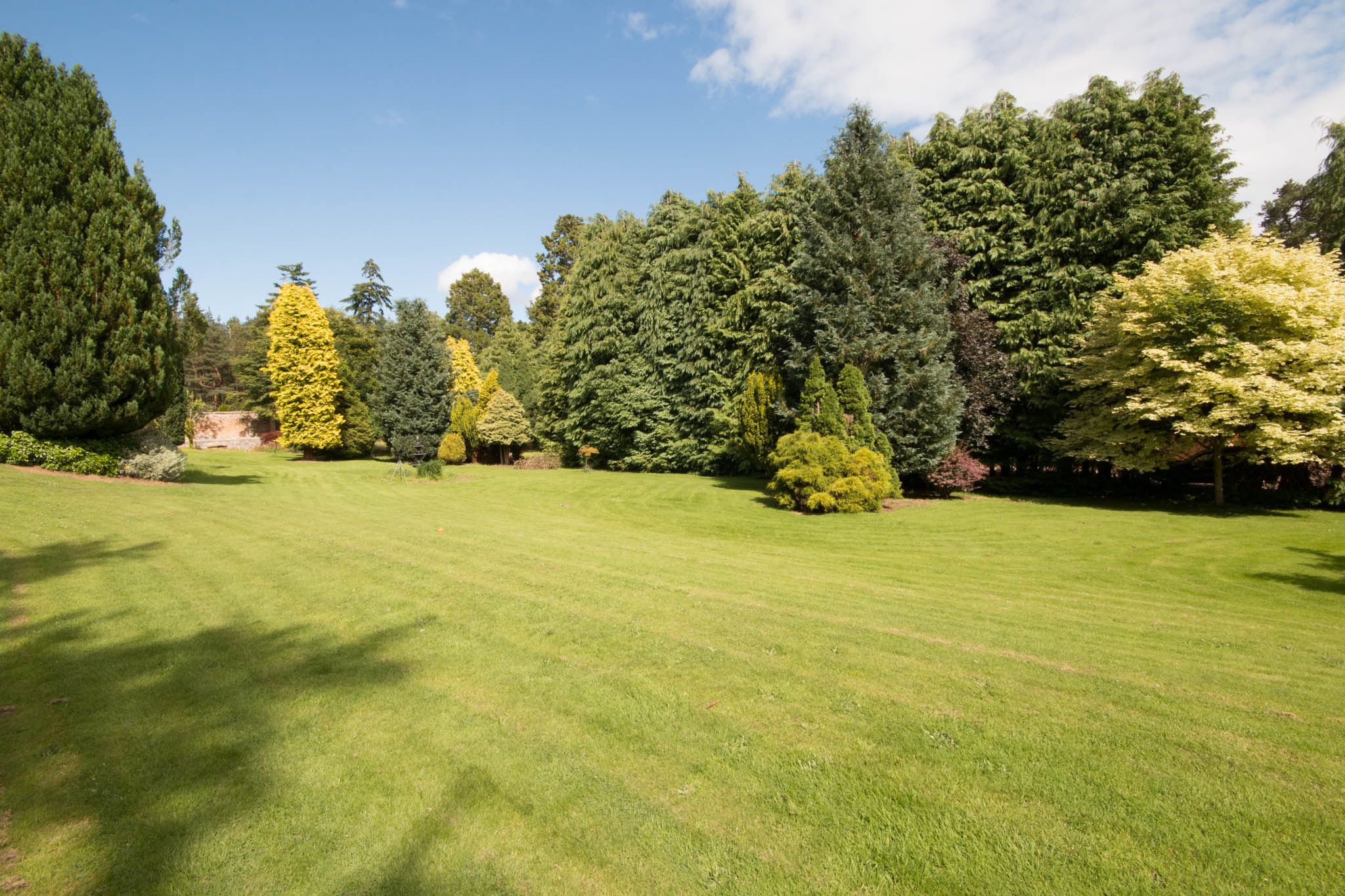 A well-maintained lawn with a variety of trees and shrubs, including a prominent yellow conifer and a large evergreen.