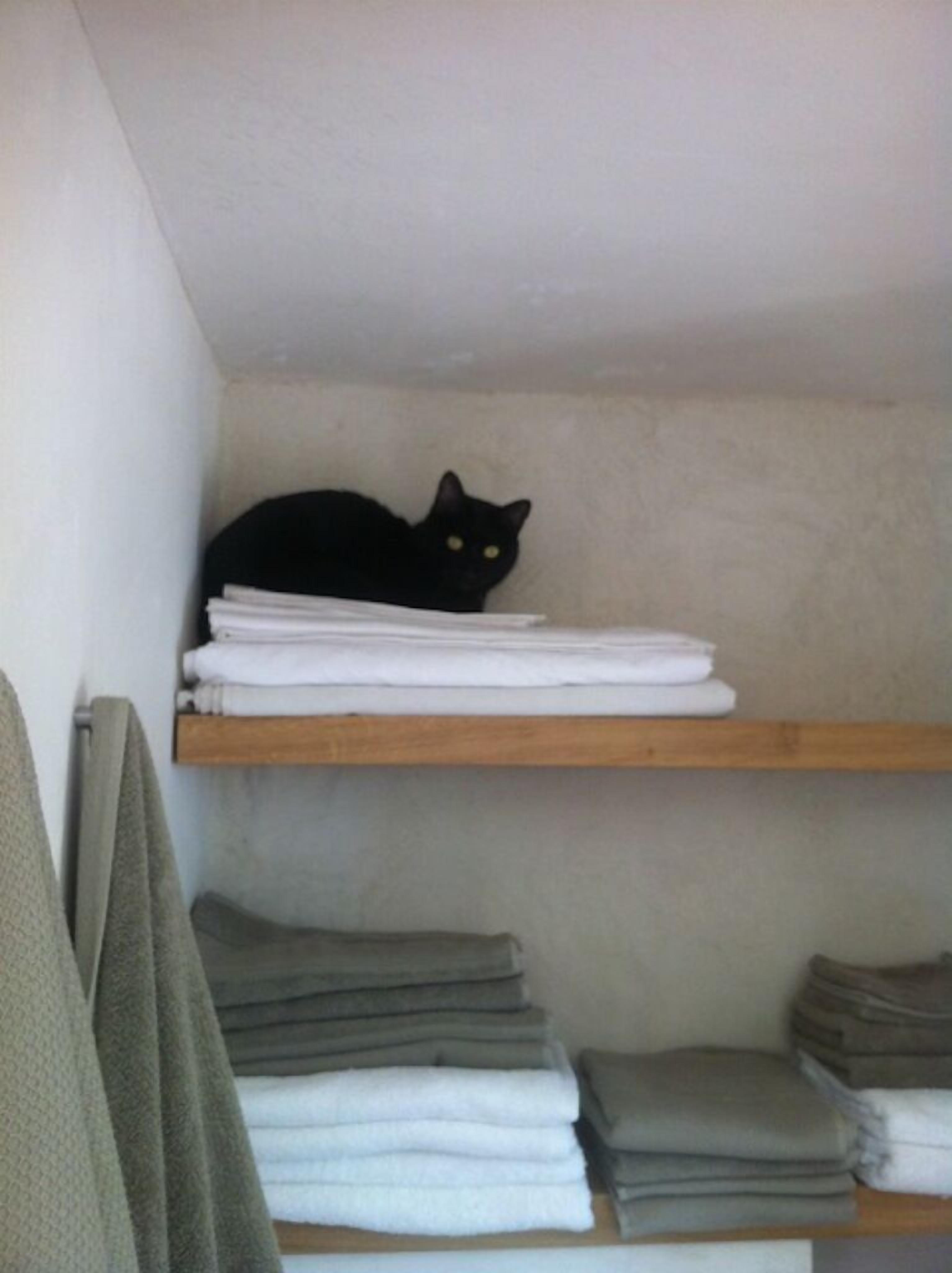 A black cat on a shelf with folded towels.