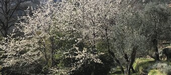 Small farmhouse in olive grove with swimming pool