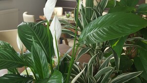 A living room with a large potted plant in the foreground, a dining area with a table and chairs, and a bar area with shelves of bottles and glasses. - Hotel Beuss (Oberursel)