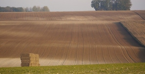 Eksteriør