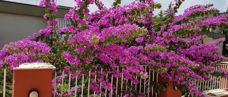 Àrea exterior de l'allotjament