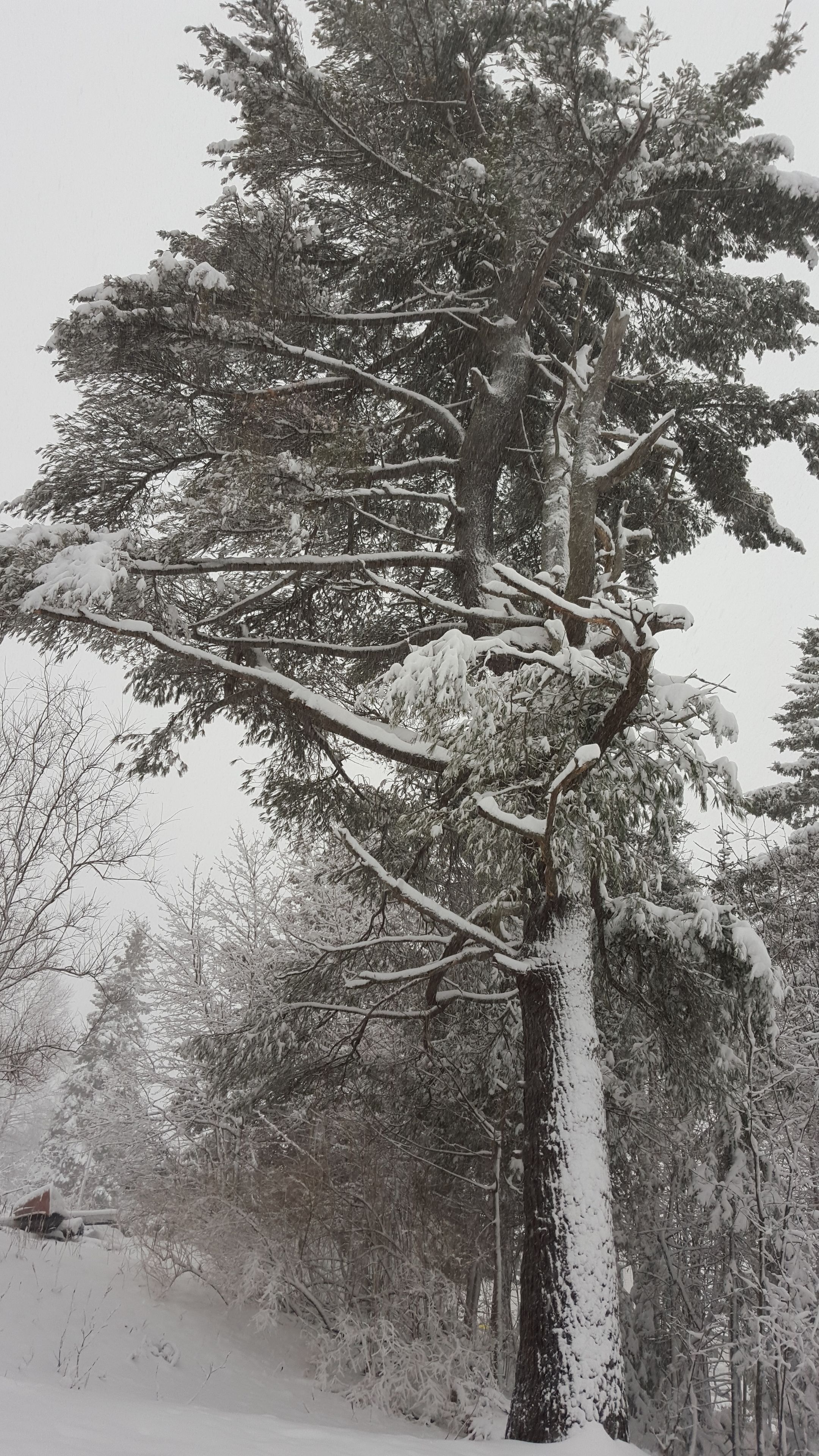A snow-covered coniferous tree with a thick trunk and branches laden with snow.