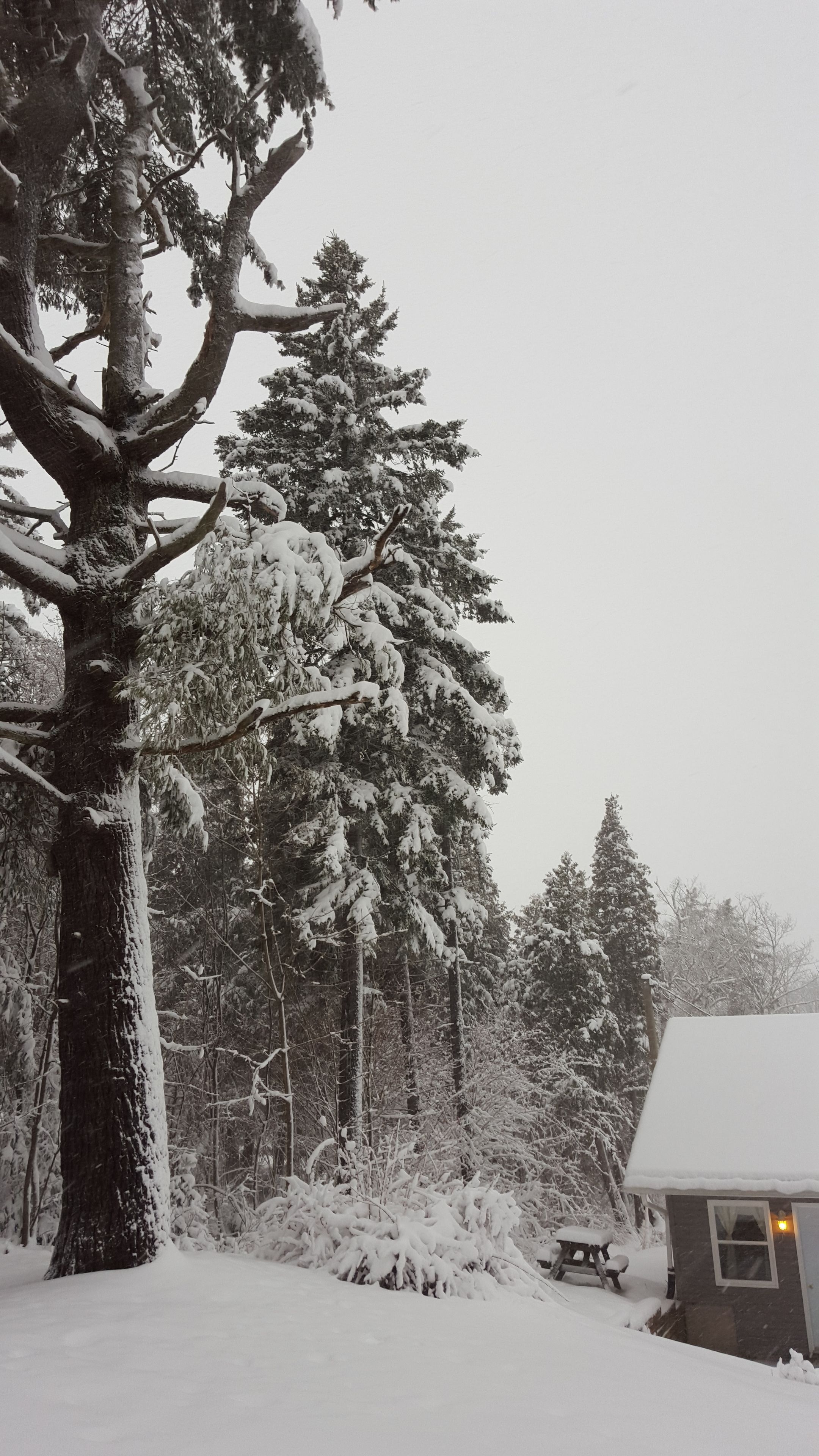 Paisagem coberta de neve com uma cabana e árvores densas.