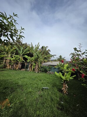 Ein üppiger Garten mit Bananenstauden, einem Gewächshaus und blauem Himmel.