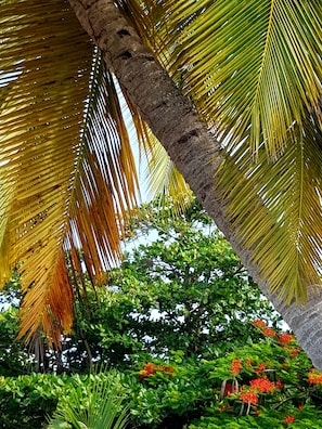 Beach nearby, white sand
