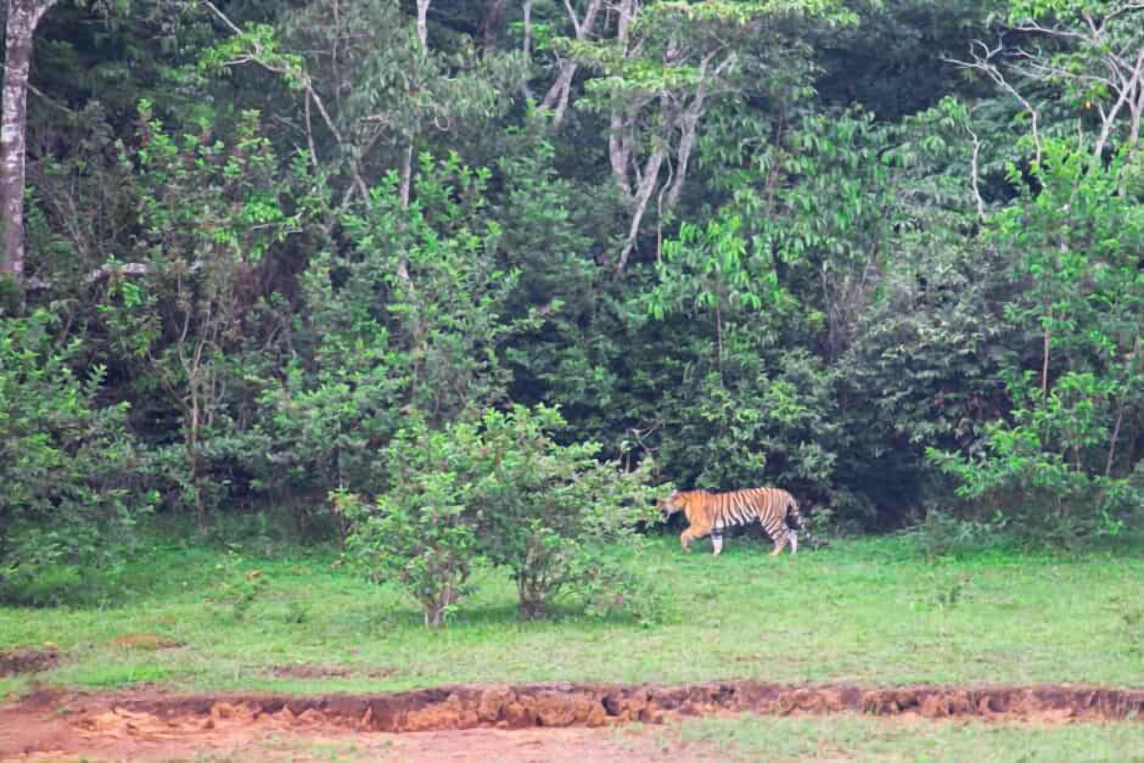 Un tigre en su hábitat natural, con abundante follaje y un sendero de tierra.