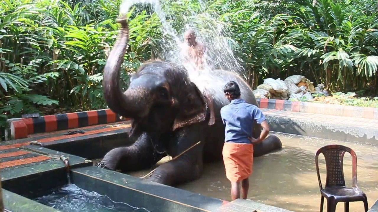 Un elefante en un recinto acuático con una persona cerca.