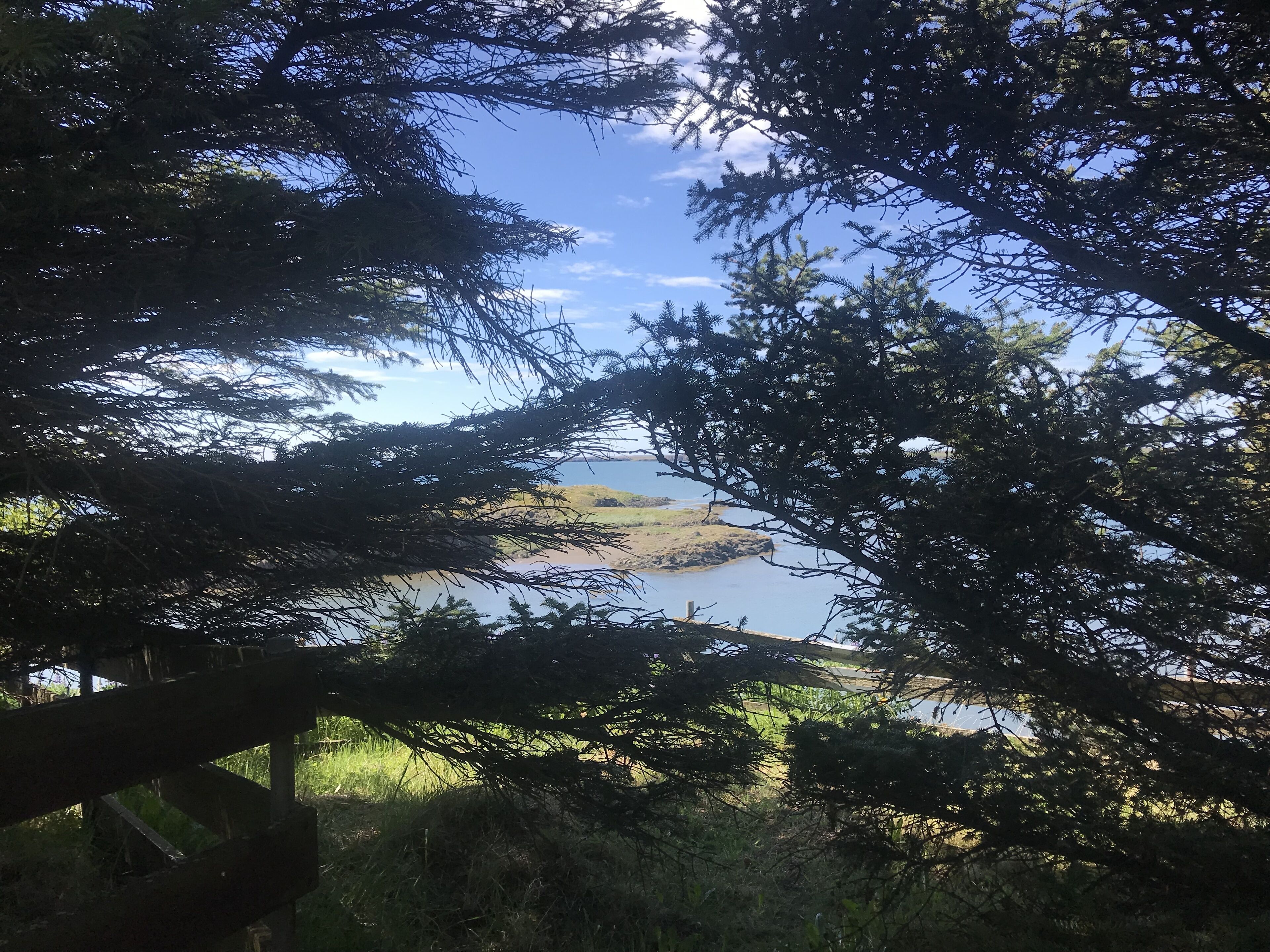 Paisaje natural con árboles frondosos enmarcando una vista de agua y terreno distante.