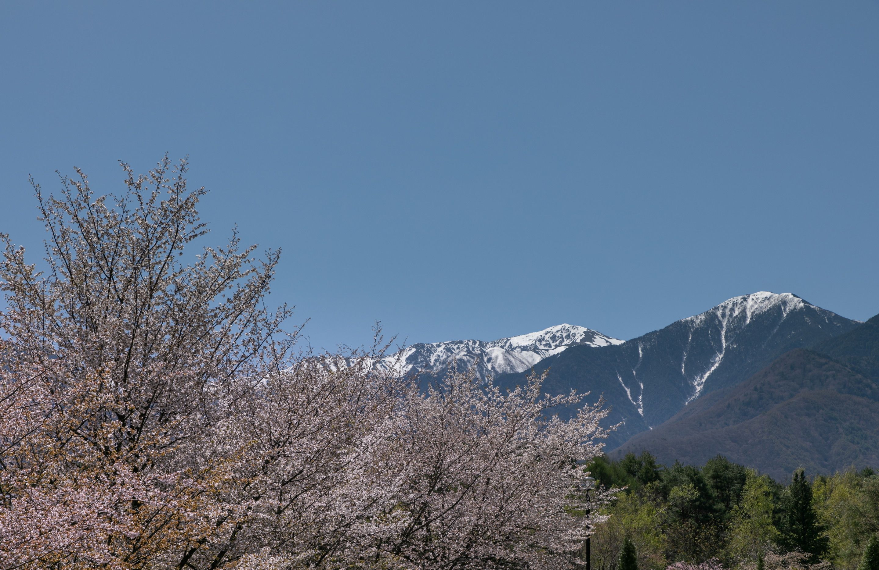 A mountain range with snow-capped peaks and cherry blossoms in the foreground.