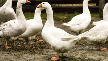 Acepta mascotas