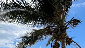 Una palmera con cocos sobre una playa arenosa, con un cielo azul despejado y el océano al fondo.