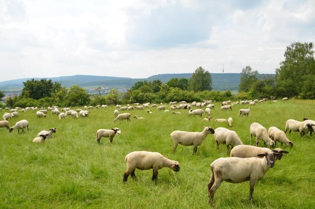 Un campo cubierto de hierba con un rebaño de ovejas pastando.