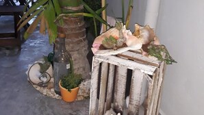 A room with a large plant, a small table with a bottle, and a crate with seashells. - Studios Siena Av CTM, colonia Zazil Ha (Playa del Carmen)