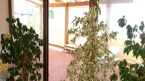 A room with large windows, a bench, and several potted plants. - I Faraglioni (Terrasini)