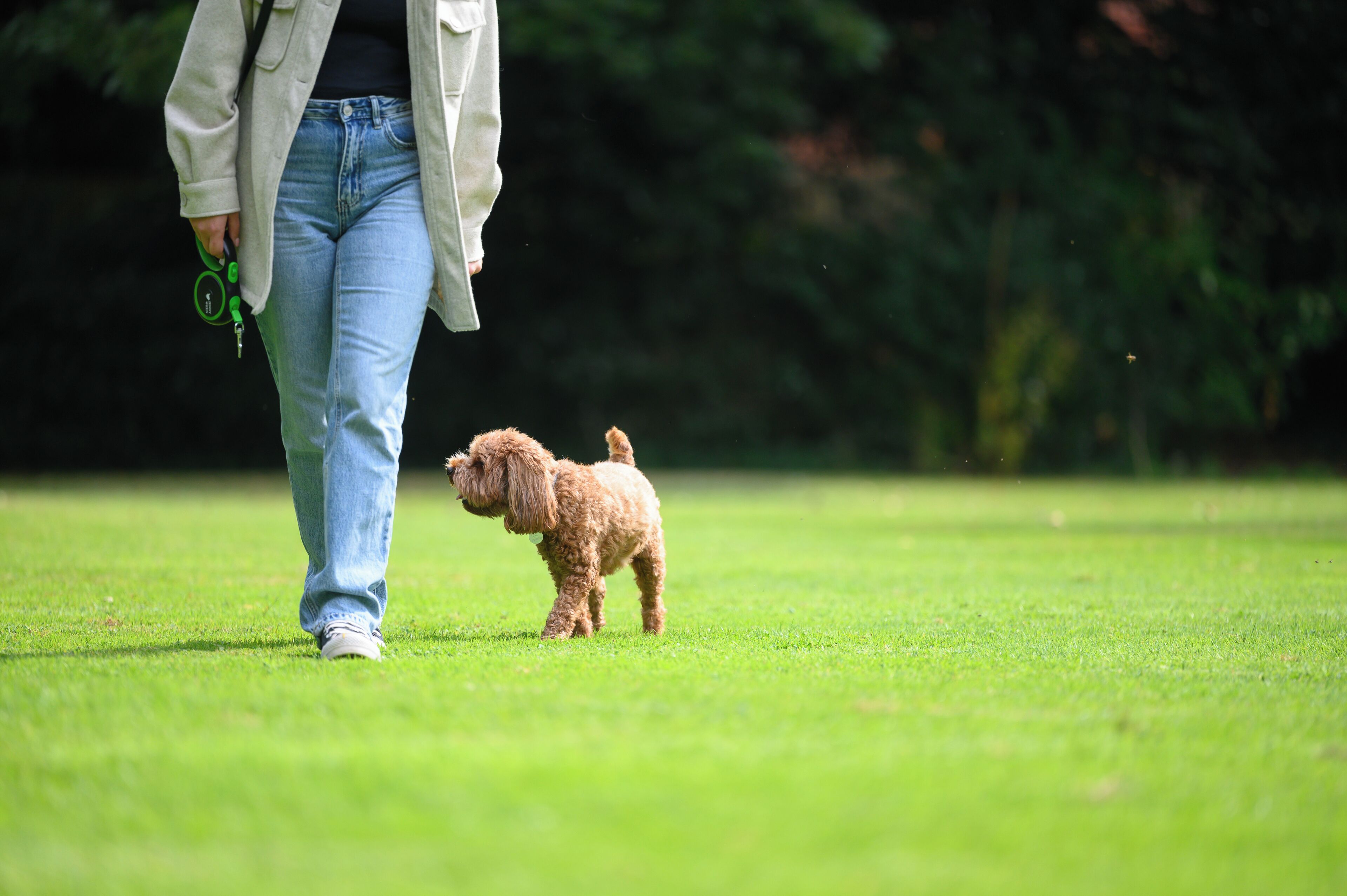 A person walking a small dog on a grassy field.